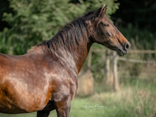 BELITA